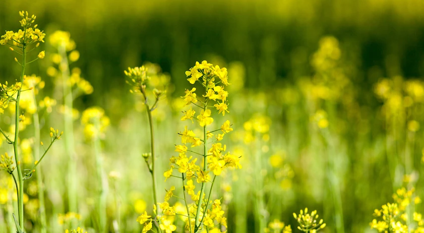 сидераты после картофеля