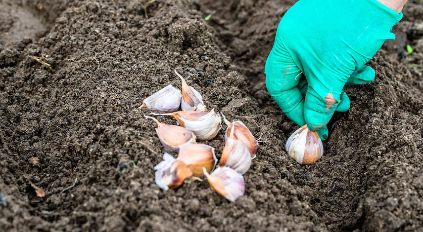 посев чеснока под зиму