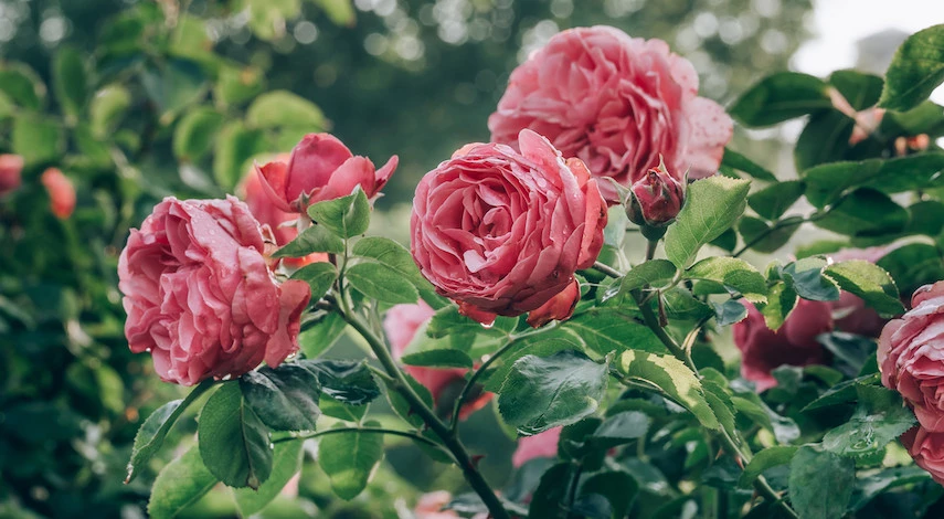 укрытие роз на зиму