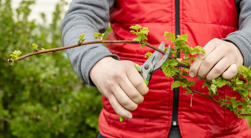 обрезка ремонтантной малины в сентябре