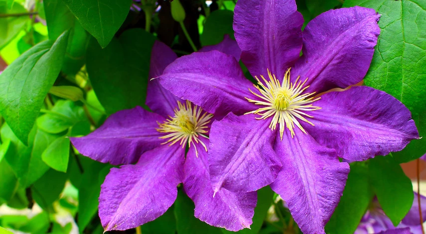 подготовка клематисов к укрытию