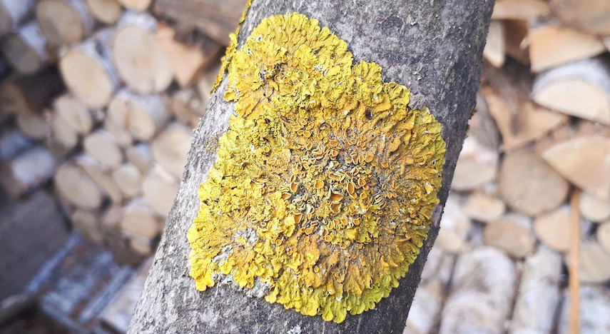 лечение лишайника на деревьях