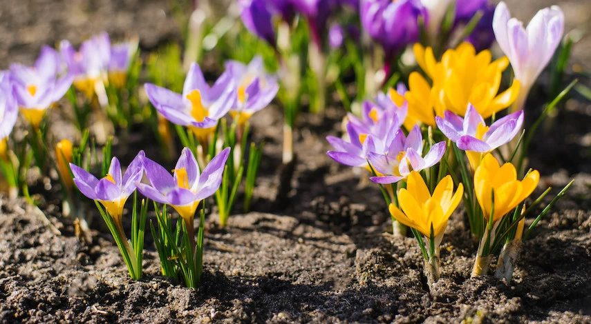 посадка крокусов осенью