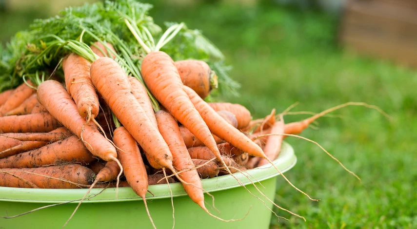 посев моркови под зиму