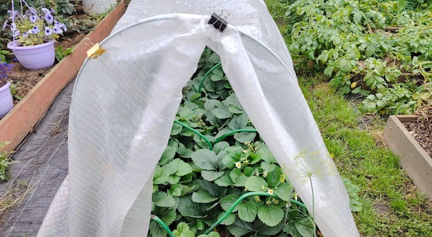 Защита урожая от холодов