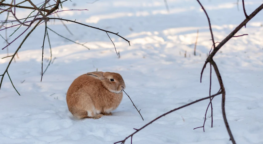 защита деревьев от зайцев