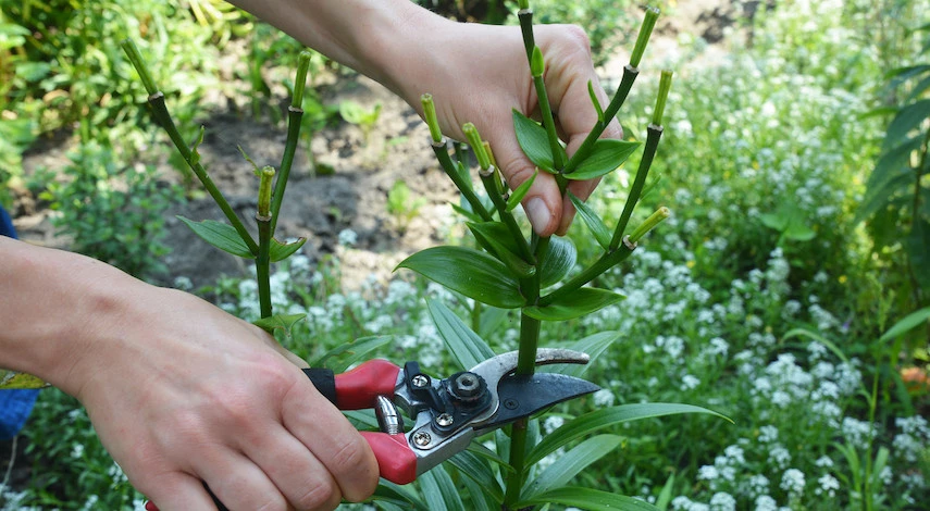 Обрезка лилий осенью