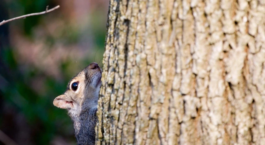 защита деревьев от грызунов