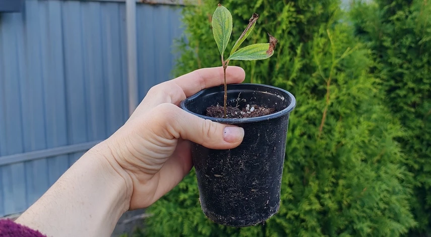 цветы для посадки в сентябре