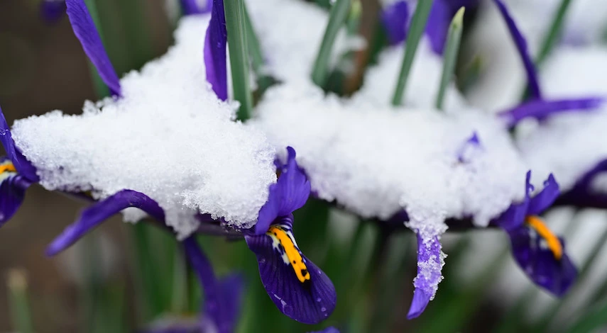 подготовка ирисов к зиме