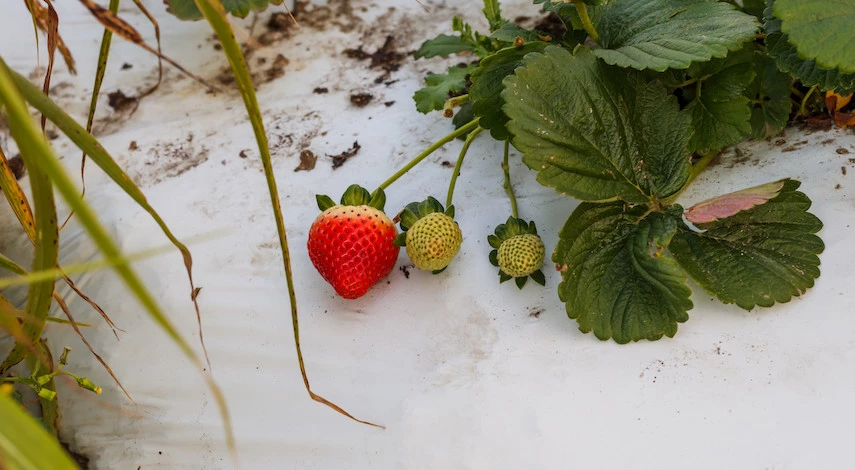 укрытие клубники на зиму