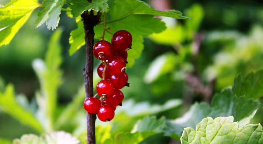 размножение смородины черенками осенью