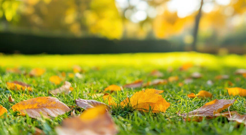 уход за газоном в октябре