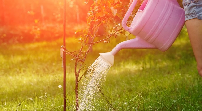 значение влагозарядного полива