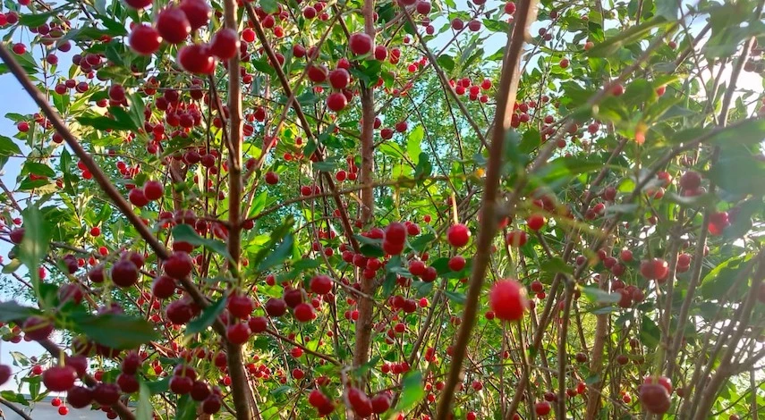 подкормка вишни осенью