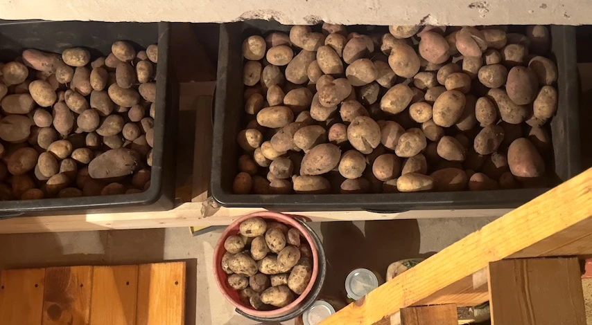 почему гниет картофель в погребе