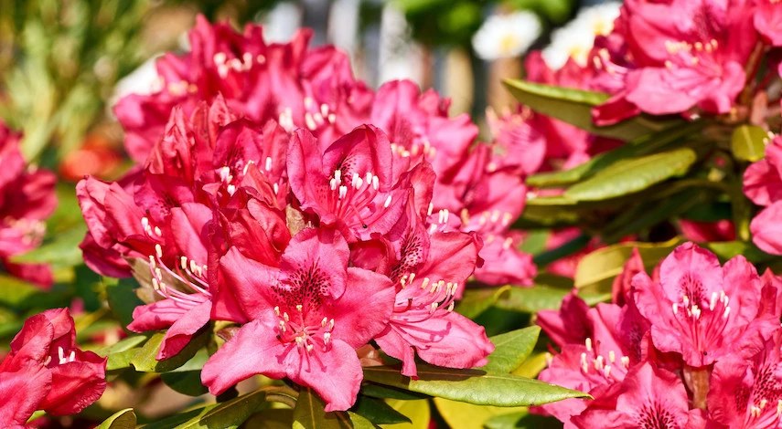 уход за рододендронами осенью