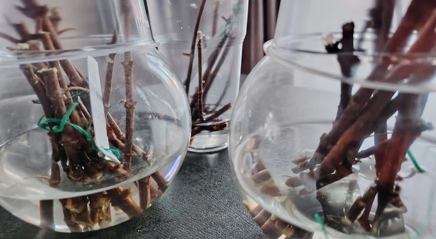 что делать на участке осенью