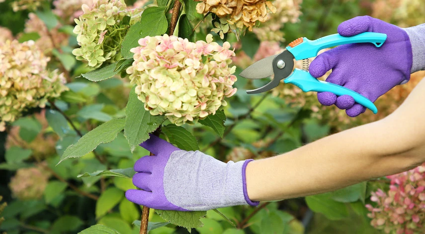 обрезка декоративных кустарников в октябре