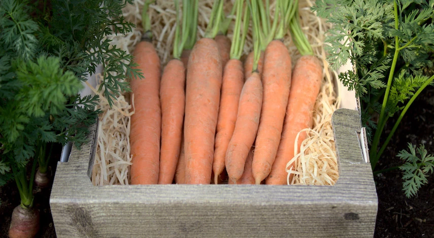 хранение моркови в опилках