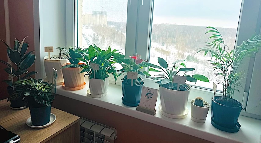 болезни комнатных растений зимой