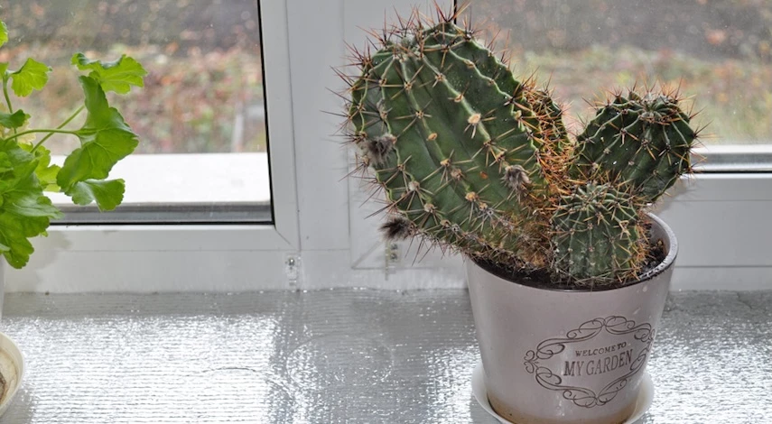 уход за кактусами зимой