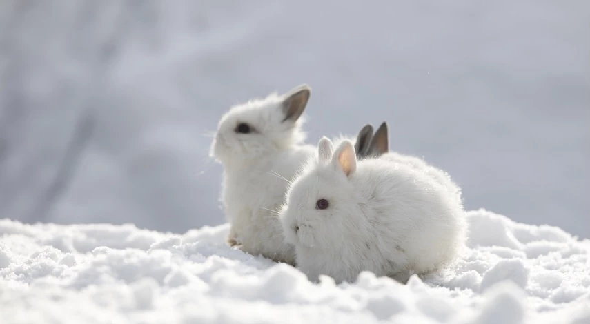 содержание кроликов зимой