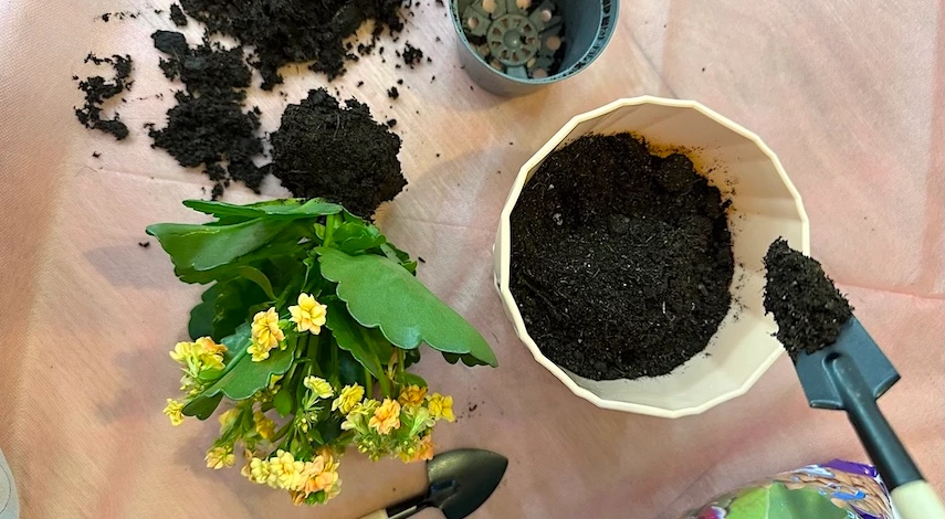 грунт для комнатных растений приготовление