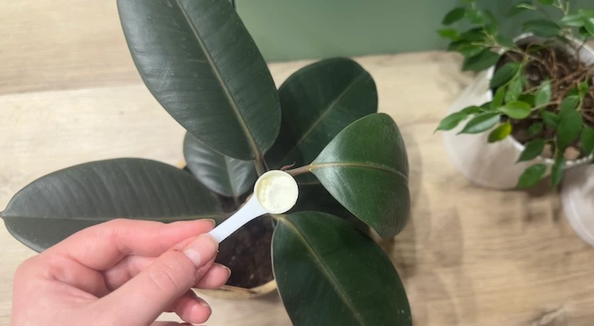 Подкормка комнатных растений в декабре