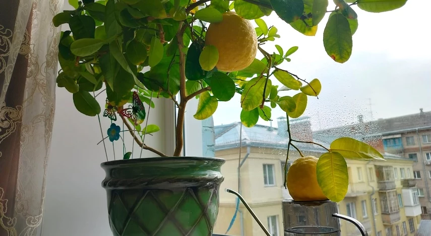 уход за цитрусовыми зимой