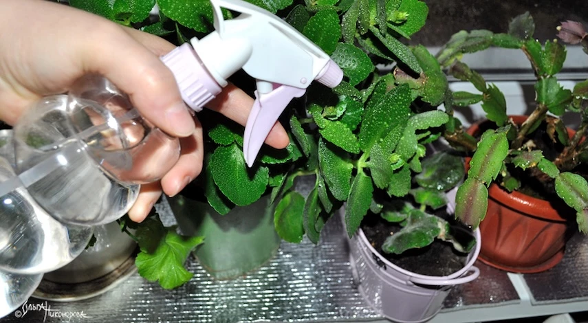 опрыскивание комнатных растений