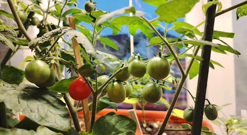 домашний огород в ноябре