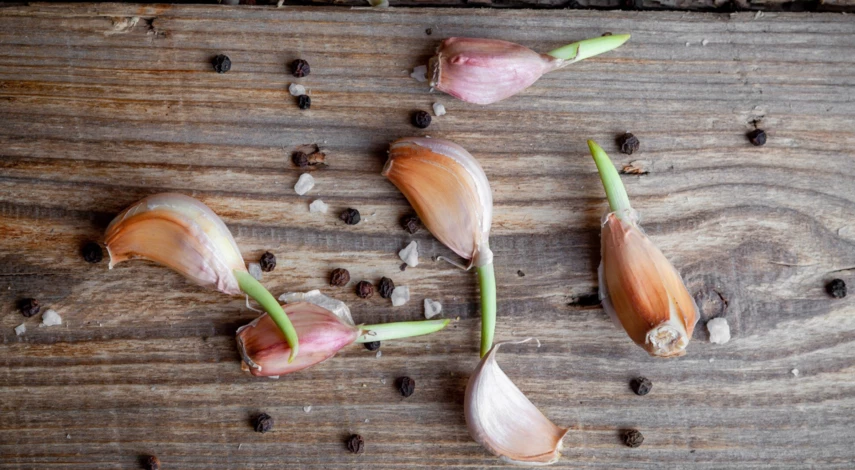 Посадка озимого чеснока осенью в Подмосковье