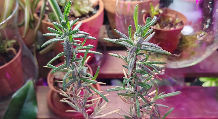 мини-тепличка на подоконнике для зелени