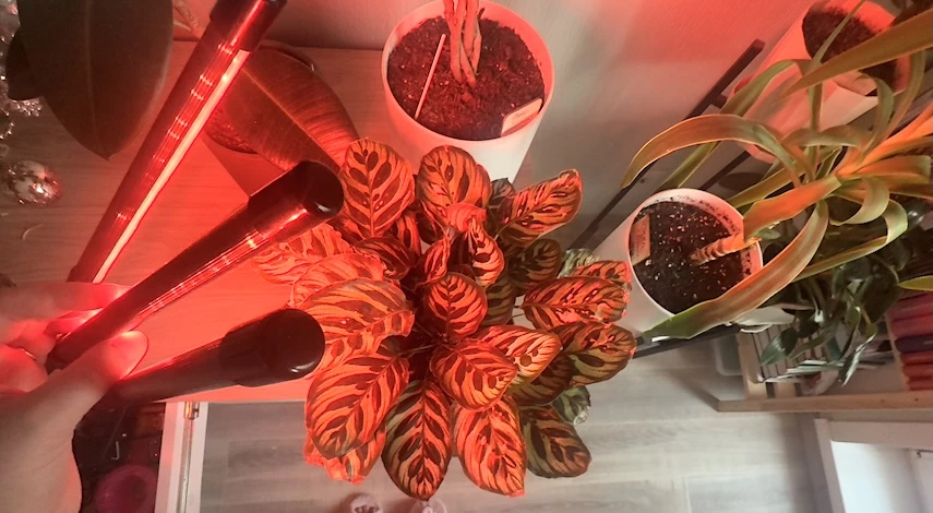 подсветка для комнатных растений зимой