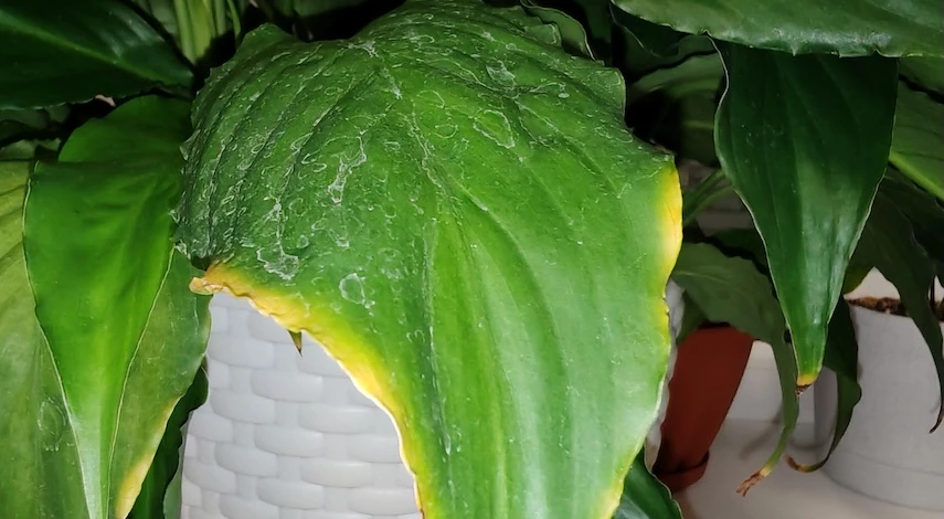 желтеют листья спатифиллума зимой