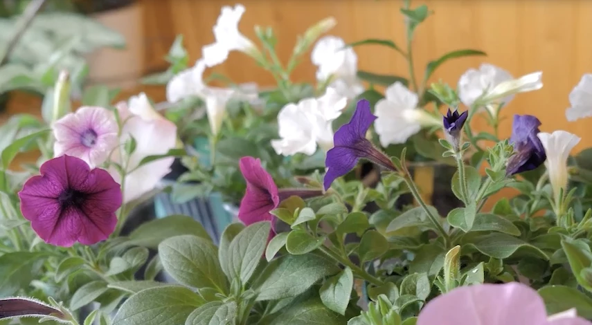 посев петунии на рассаду зимой