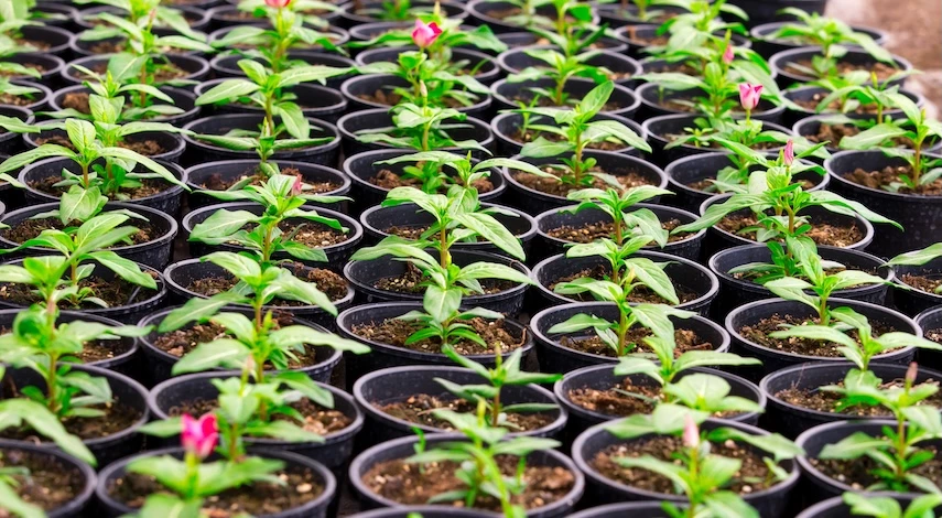 какие цветы сеять в январе на рассаду