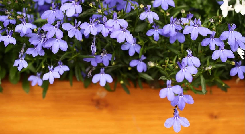 посев лобелия на рассаду в январе