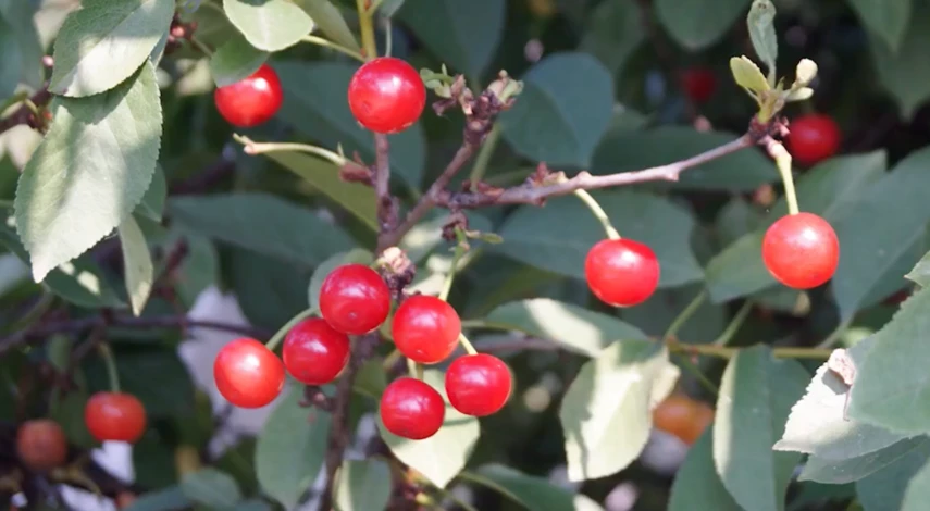 Сорт черешни Ипуть