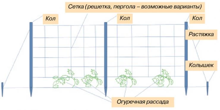 Огурцы на сетке в открытом грунте схема