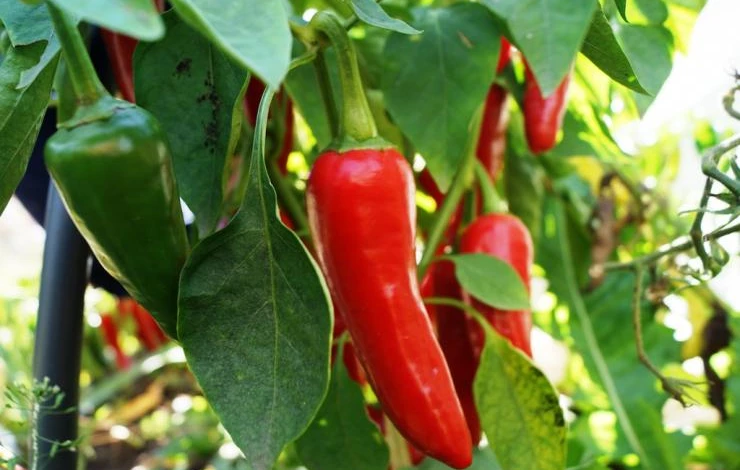 Piment d'Espelette перец. Эспелет (piment d*Espelette) перец пикантный 10шт (ред.сем). Перец Amachito Rosso. Кампотский перец Камбоджа.