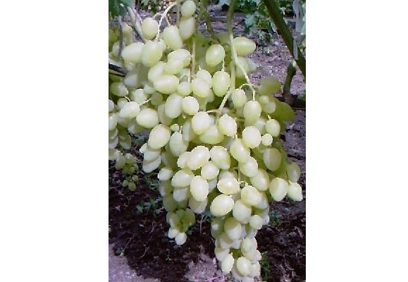 Сорт винограда седой фото и описание