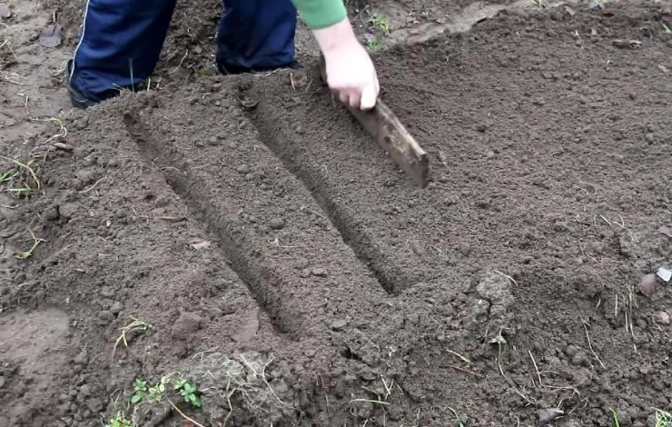 Как сеять свеклу фото