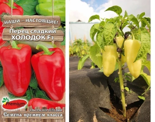 перец парниковый ультроскорос. перец мегатон красный f1. перец холодок f1 описание. перец премиум сидс семена. семена яблочной мяты.
