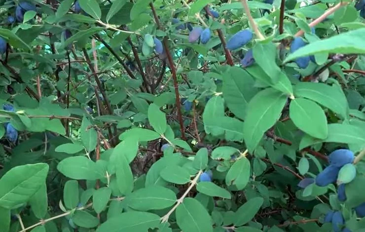 Сорта жимолости для Подмосковья крупноплодные и сладкие. Лучшие сорта жимолости съедобной для Западной Сибири. Сорта жимолости для Сибири сладкие крупные. Жимолость съедобная сорта для средней полосы фото с названиями.