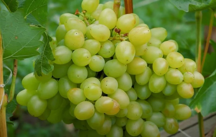 Французские сорта винограда. Виноград филипп. Рислинг рейнский сорт винограда. Самый распространенный сорт белого винограда. Шардоне виноград.