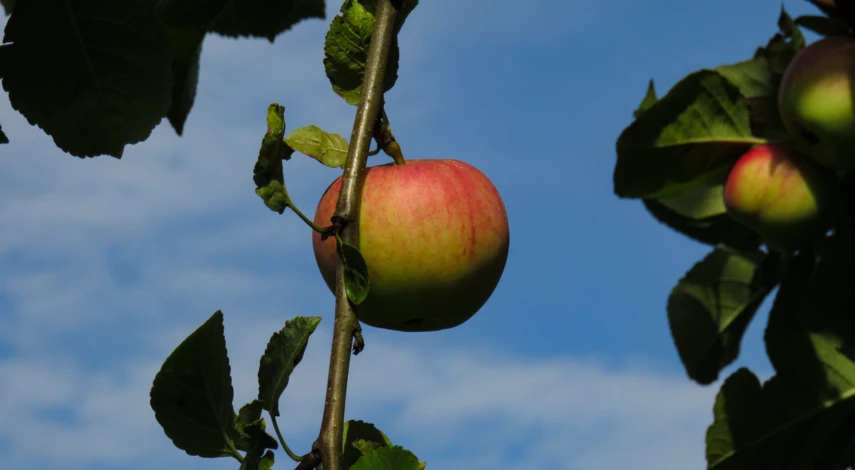 Яблоня жигулевское опылители