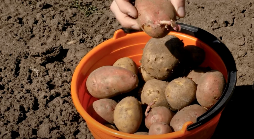 Обработка картошки перед посадкой. Когда обработать семенную картошку перед посадкой известью. Обработка картофеля перед проращиванием