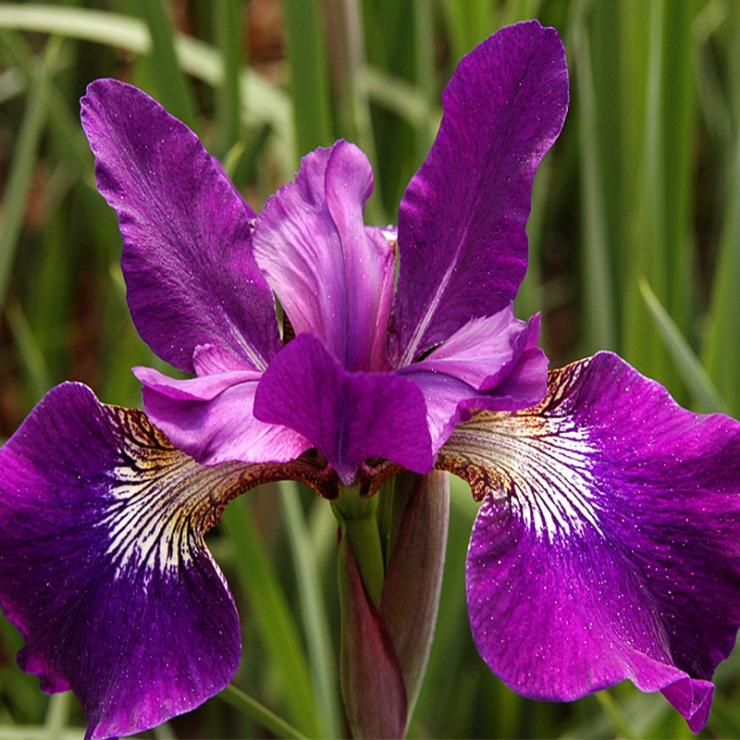 Сибирские ирисы фото. Ирис Сибирский (Касатик Сибирский). Ирис Сибирский Iris sibirica. Ирис Сибирский Спарклинг Роуз. Ирис Касатик.